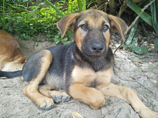 P2 - Mixed Breed Dog