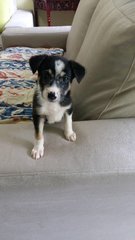 Buddy - English Pointer Mix Dog