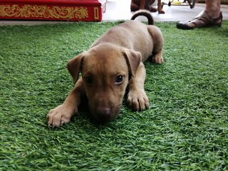 Cute Puppies For Adoption  - Mixed Breed Dog