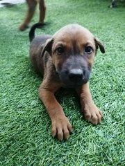 Cute Puppies For Adoption  - Mixed Breed Dog