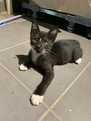 Bean Bean  - Domestic Short Hair Cat