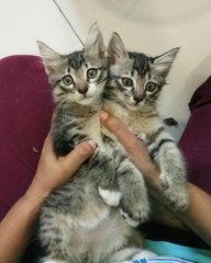 Persian Chipmunks - Persian + Oriental Long Hair Cat