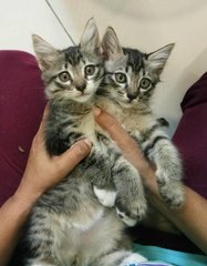 Persian Chipmunks - Persian + Oriental Long Hair Cat