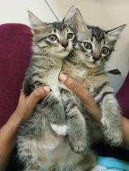 Persian Chipmunks - Persian + Oriental Long Hair Cat