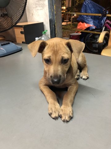 Ginger - Mixed Breed Dog