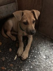 Ginger - Mixed Breed Dog