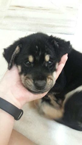 Rottweiler Puppy - Rottweiler Dog