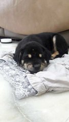 Rottweiler Puppy - Rottweiler Dog