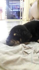 Rottweiler Puppy - Rottweiler Dog