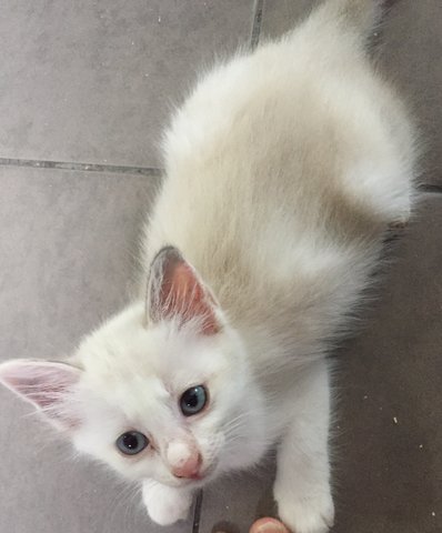 Sixpence - Domestic Medium Hair Cat