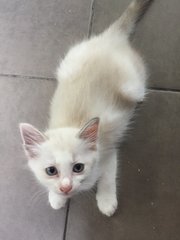 Sixpence - Domestic Medium Hair Cat