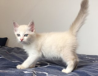 Sixpence - Domestic Medium Hair Cat