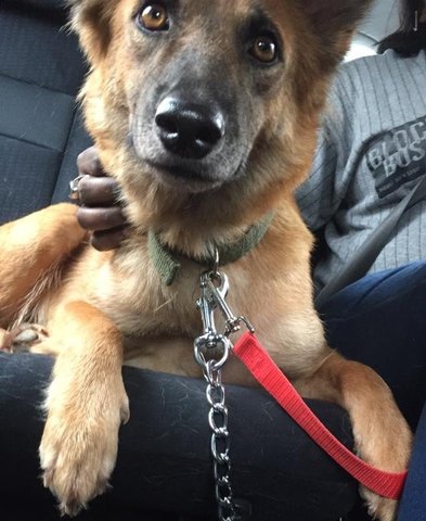 Foxy - Mixed Breed Dog