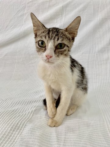 George (Now Joji) - Domestic Short Hair Cat
