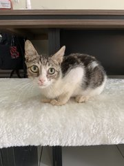 George (Now Joji) - Domestic Short Hair Cat