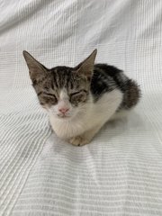 George (Now Joji) - Domestic Short Hair Cat