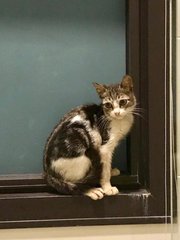 George (Now Joji) - Domestic Short Hair Cat