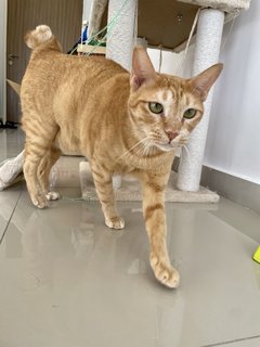 Peanut - Domestic Short Hair Cat