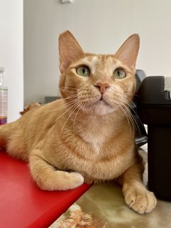 Peanut - Domestic Short Hair Cat