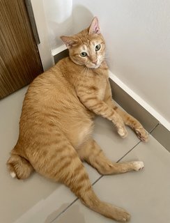 Peanut - Domestic Short Hair Cat