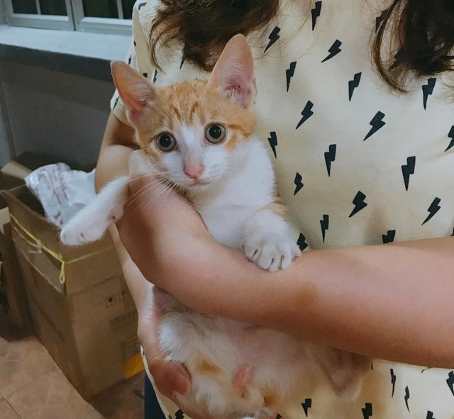 Robin Boy - Domestic Short Hair Cat