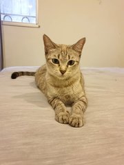 Duchess (Now Mugi) - Domestic Short Hair Cat