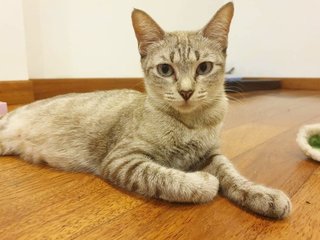 Duchess (Now Mugi) - Domestic Short Hair Cat