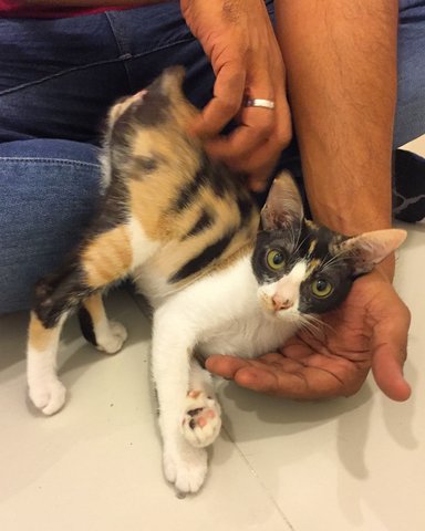 Rose (Now Luna Rose) - Domestic Short Hair + Calico Cat