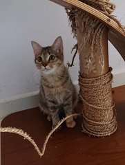 Jojo - Domestic Medium Hair Cat