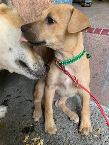 Baby Puppy - Labrador Retriever Mix Dog