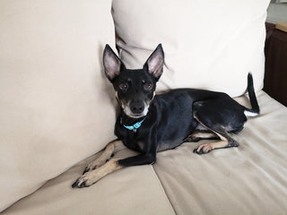 Niu Niu - German Pinscher Dog