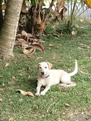 Peter - Labrador Retriever Dog