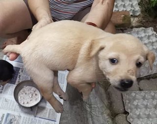 Cujo - Mixed Breed Dog