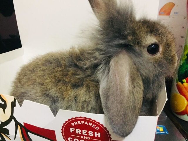 Milo - Holland Lop + New Zealand Rabbit