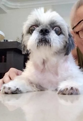 Lost Dog Butt - Shih Tzu Dog