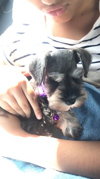 Daisy - Schnauzer Dog