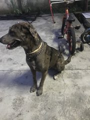 Rossie - Great Dane Mix Dog