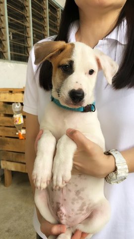 Latte, Mocha And Cookie - Mixed Breed Dog