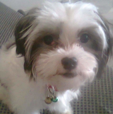 Shyloh - Shih Tzu Dog