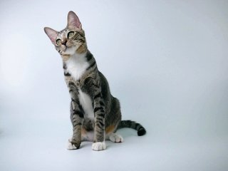 Moon Rock - Domestic Short Hair Cat