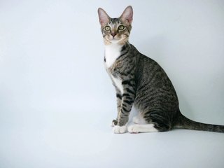 Moon Rock - Domestic Short Hair Cat