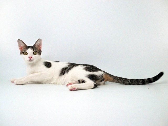 Kleopetra - Domestic Short Hair Cat