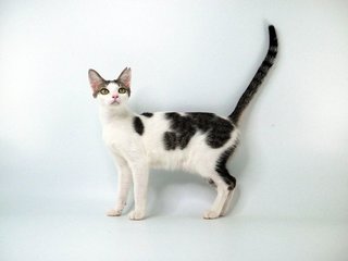 Kleopetra - Domestic Short Hair Cat