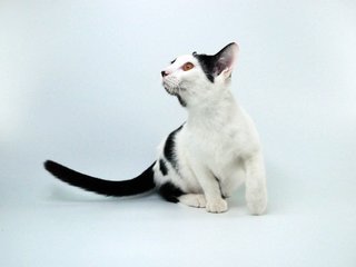 Mi2 - Domestic Short Hair Cat