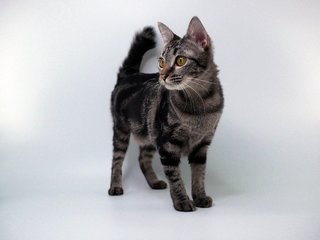 Sakira - Domestic Short Hair Cat