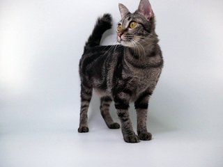 Sakira - Domestic Short Hair Cat