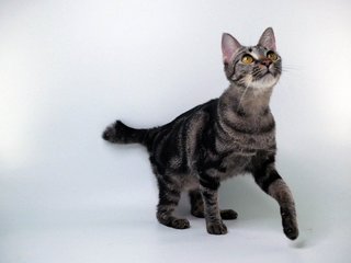 Sakira - Domestic Short Hair Cat