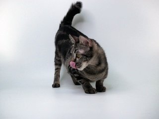 Sakira - Domestic Short Hair Cat