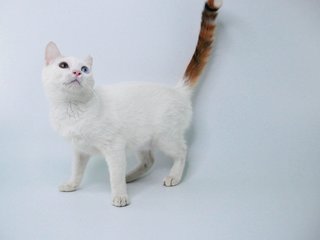 Me3 - Domestic Short Hair Cat