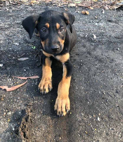 Samson &amp;  Delilah - Miniature Pinscher + Rottweiler Dog